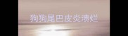 狗狗尾巴皮炎溃烂