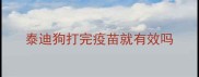 泰迪狗打完疫苗就有效吗