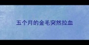 五个月的金毛突然拉血