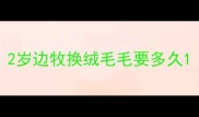 2岁边牧换绒毛毛要多久