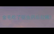 金毛吃了驱虫药后拉稀