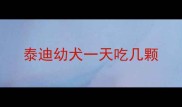 泰迪幼犬一天吃几颗