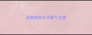 给狗狗取名字霸气又拽