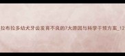 拉布拉多幼犬牙齿发育不良的7大原因与科学干预方案1