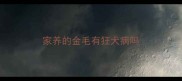 家养的金毛有狂犬病吗