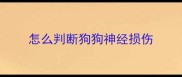 怎么判断狗狗神经损伤