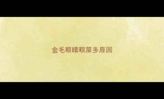 金毛眼睛眼屎多原因
