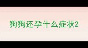 狗狗还孕什么症状