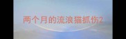 两个月的流浪猫抓伤