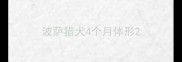 波萨猎犬4个月体形