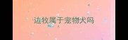 边牧属于宠物犬吗