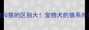 哈士奇和狼的区别大宠物犬的狼系外表真相