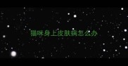 猫咪身上皮肤病怎么办