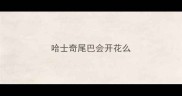 哈士奇尾巴会开花么