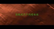 古牧犬几个月毛长长