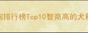 最聪明狗狗排行榜Top10智商高的犬种训练指南