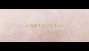 小狗夏天可以剃毛吗