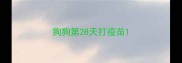 狗狗第28天打疫苗
