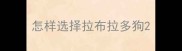 怎样选择拉布拉多狗