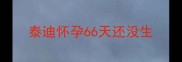 泰迪怀孕66天还没生