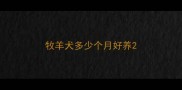 牧羊犬多少个月好养