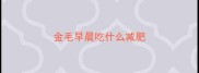 金毛早晨吃什么减肥