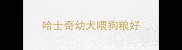 哈士奇幼犬喂狗粮好