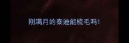 刚满月的泰迪能梳毛吗