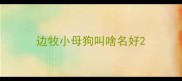 边牧小母狗叫啥名好