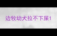 边牧幼犬拉不下屎