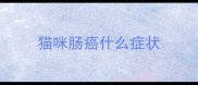 猫咪肠癌什么症状