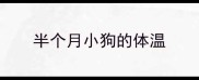 半个月小狗的体温