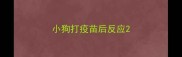 小狗打疫苗后反应