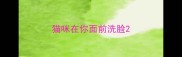 猫咪在你面前洗脸
