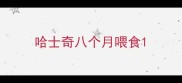 哈士奇八个月喂食