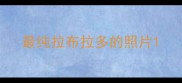 最纯拉布拉多的照片
