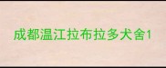成都温江拉布拉多犬舍