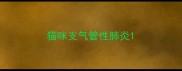 猫咪支气管性肺炎