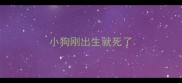 小狗刚出生就死了