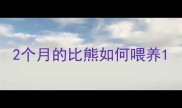 2个月的比熊如何喂养