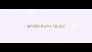 边牧狗狗怀孕61天的症状