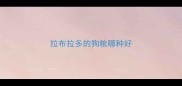 拉布拉多的狗粮哪种好
