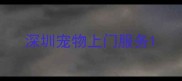 深圳宠物上门服务