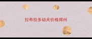 拉布拉多幼犬价格郑州