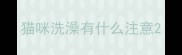猫咪洗澡有什么注意