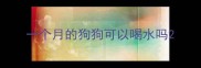 一个月的狗狗可以喝水吗