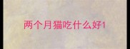两个月猫吃什么好