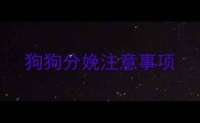 狗狗分娩注意事项