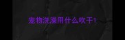 宠物洗澡用什么吹干