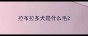拉布拉多犬是什么毛